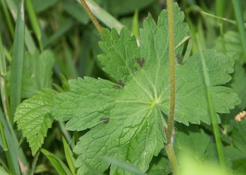 Brauner Storchenschnabel (Geranium phaeum) - © Bernard Wieser